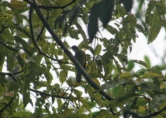 Rubigula melanicterus