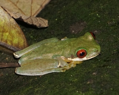 Duellmanohyla salvavida