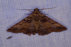 Cryphaea xylina