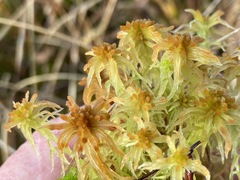 Sphagnum balticum