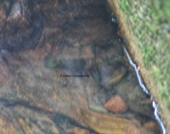 Macrobrachium latimanus