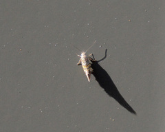 Aeolocosma cycloxantha