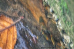 Macrobrachium latimanus