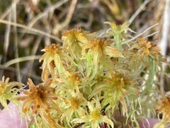 Sphagnum balticum