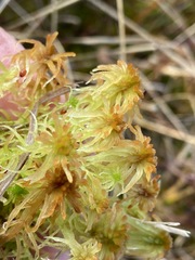 Sphagnum balticum