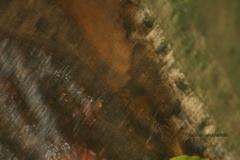 Macrobrachium latimanus