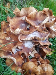 Fungi