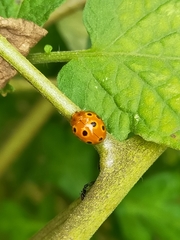 Coccinellidae