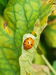 Coccinellidae