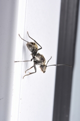 Polyrhachis foreli