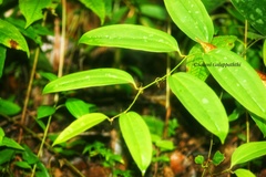 Smilax zeylanica