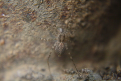 Pardosa