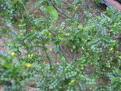 Zanthoxylum beecheyanum