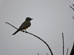 Tyrannus melancholicus