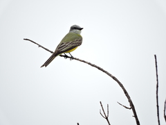 Tyrannus melancholicus
