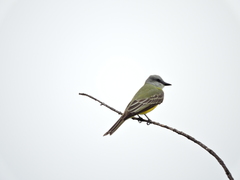 Tyrannus melancholicus