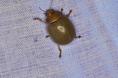 Paropsisterna crocata