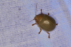 Paropsisterna crocata