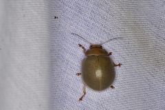 Paropsisterna crocata