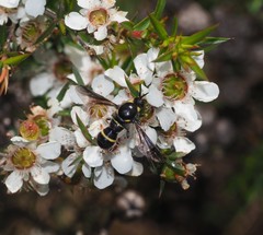 Leucopsina burnsi