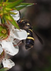 Leucopsina burnsi