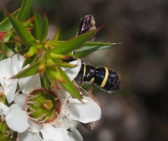 Leucopsina burnsi