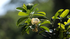 Magnolia tamaulipana