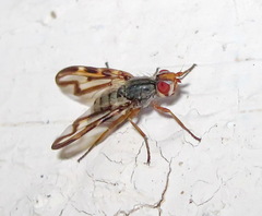 Otites lamed