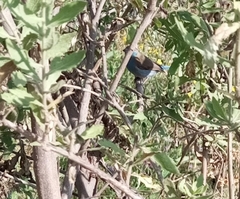 Uraeginthus bengalus