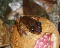 Craugastor aurilegulus