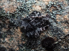 Umbilicaria umbilicarioides