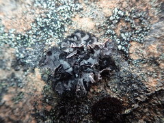 Umbilicaria umbilicarioides