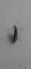 Amorphoscelidae