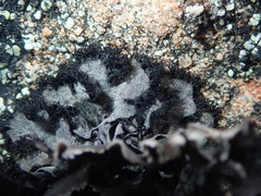 Umbilicaria umbilicarioides