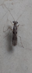 Amorphoscelidae