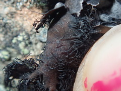Umbilicaria umbilicarioides