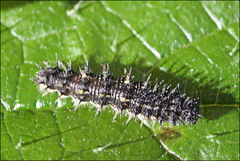 Vanessa itea