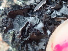 Umbilicaria umbilicarioides