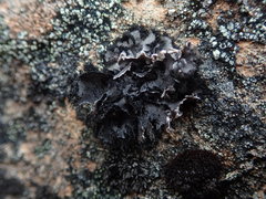Umbilicaria umbilicarioides