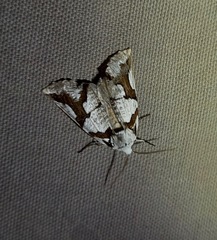 Declana egregia