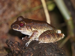 Craugastor aurilegulus