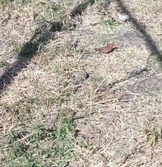 Lagonosticta senegala