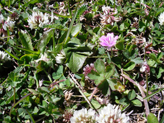 Geranium magellanicum