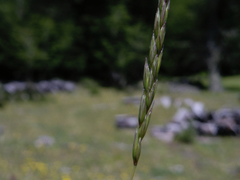 Elymus angulatus