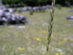 Elymus angulatus