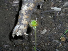 Geum magellanicum