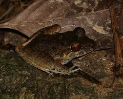 Craugastor aurilegulus