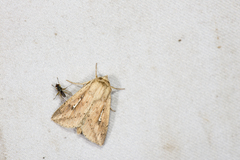 Mythimna changi