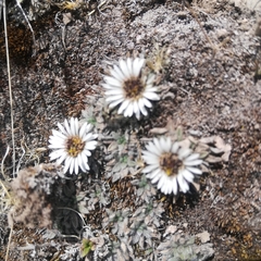 Erigeron rosulatus