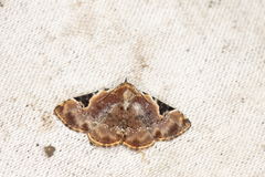 Diomea insulana